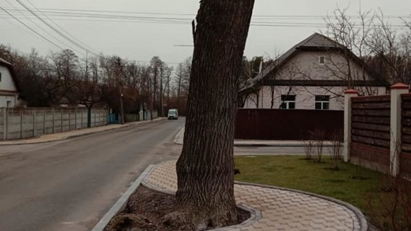 На вул. Макаренка облаштували тротуар зберігши дерево, доріжка оминає його